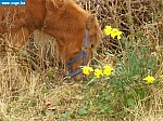 Terschelling_2009_053[1].JPG